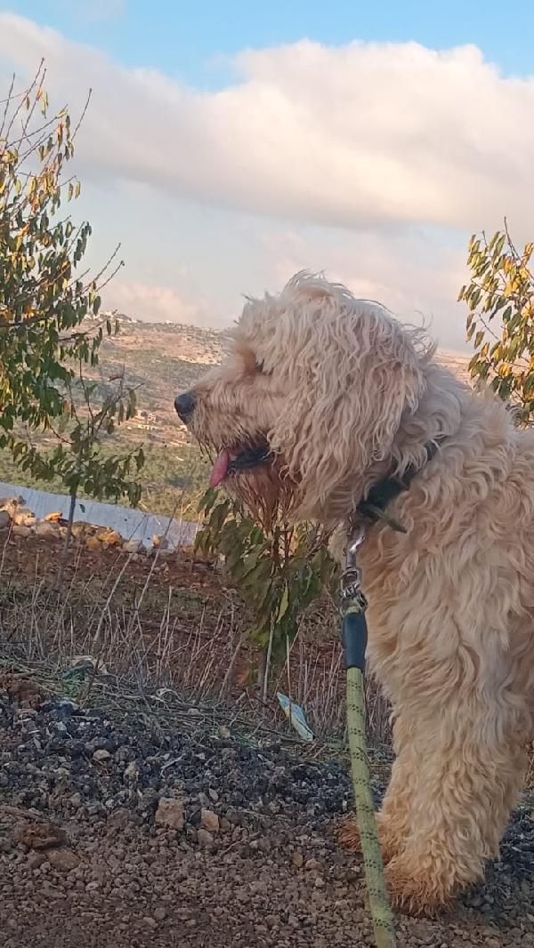 Fluffly, Un Barbonicino Tenerissimo